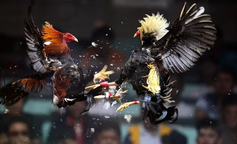 Ưu Điểm Của Đá Gà WS168