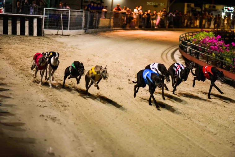 Chinh Phục Đua Chó Tại Hi88: Bí Kíp Thắng Nhanh Hiệu Quả