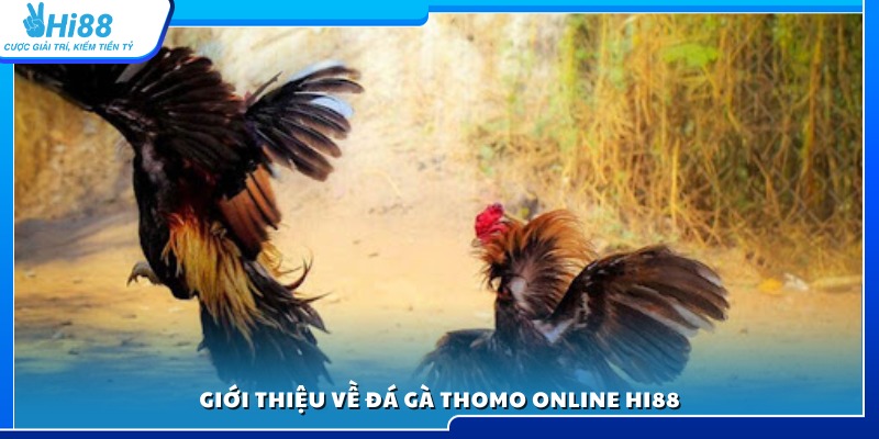 Tìm hiểu tổng quan về đá gà thomo online Hi88